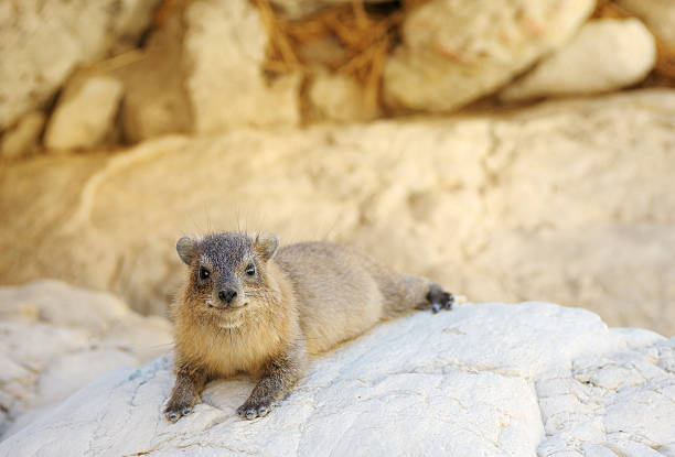 Yellow-spotted Rock Hyrax  hyrax stock pictures, royalty-free photos & images