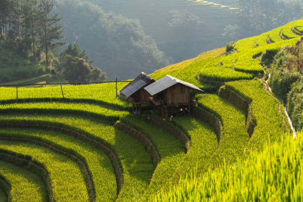 istock Rice terrace Mountains in Mu can chai, Vietnam 1065793328
