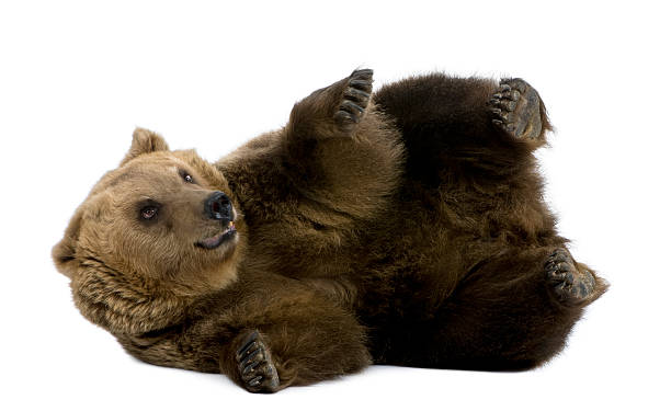 istock Side view of Brown Bear, 8 years old, lying down. 106579468