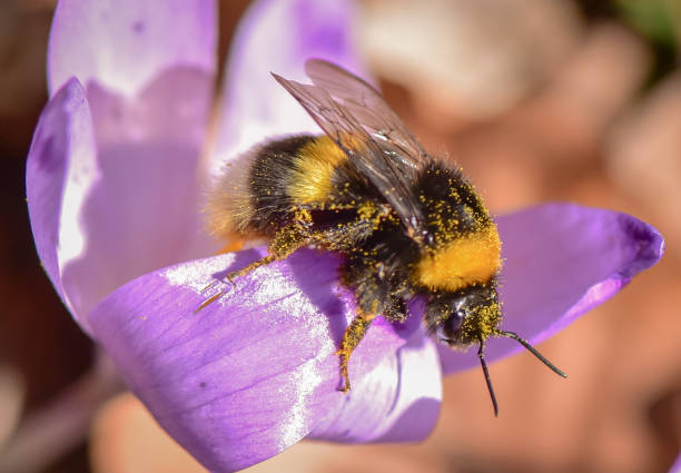 Bumblebee Bee in natural conditions stock photo