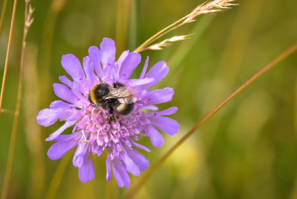 istock Bumblebee Bee in natural conditions 1065795048