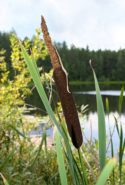 Close-up of 부들 (Typha latifolia 스톡 사진