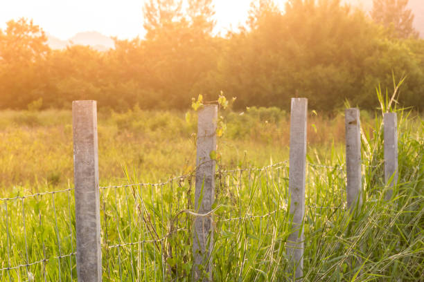 Background of green field with barb wire fence and concrete poles in the warm toning light of sunset
