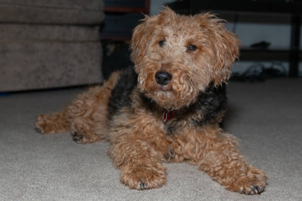 istock Welsh Terrier dog lying on carpet looking at the camera full body view indoor 1065807020