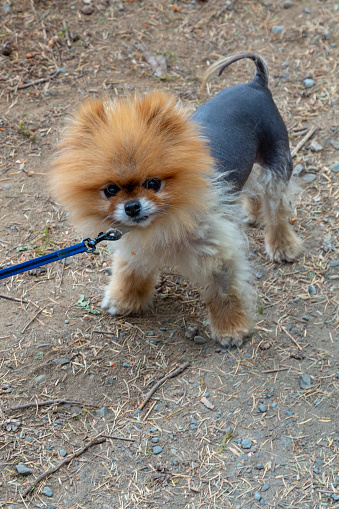 Toy dog on a leash in a park