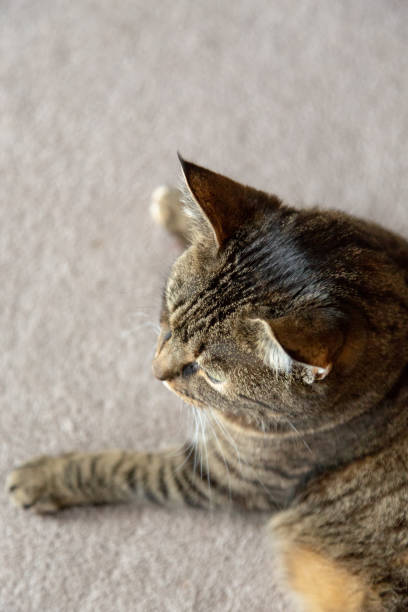 istock Top view Tabby cat lying on the carpet 1065808420