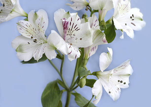 istock White lilia flowers bunch close-up 106581099