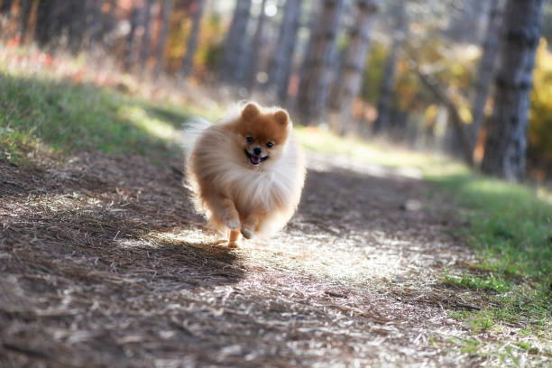 istock A beautiful dog runs through the bright autumn forest, the Spitz 1065813824