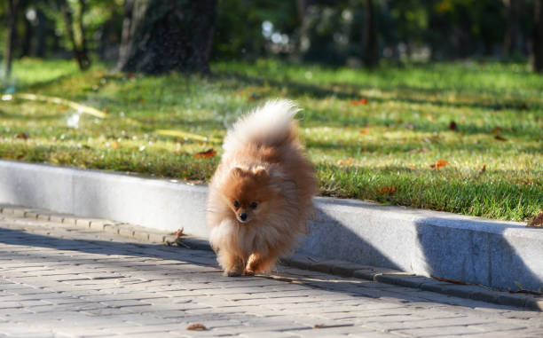 istock Walk in the autumn park, spitz jumps off the curb. 1065814498