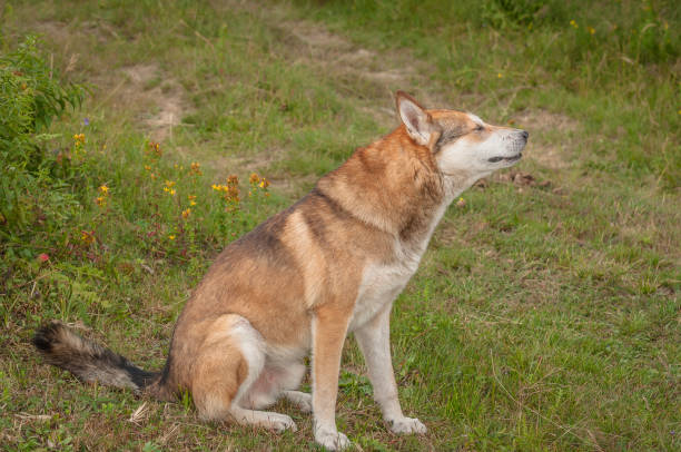 istock Domestic dog 1065814798