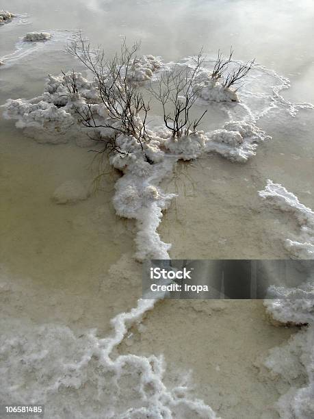 Mar Morto - Fotografias de stock e mais imagens de Arbusto - Arbusto, Condensação, Cristalização
