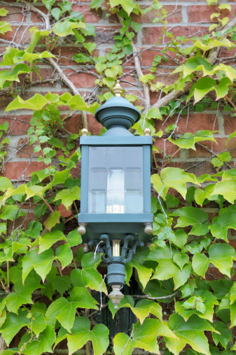 Antique lantern on the wall of the building twined with green ivy and wires