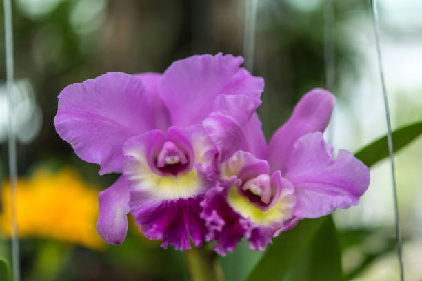 istock Flower (Orchidaceae, Orchid Flower) purple pink 1065816412