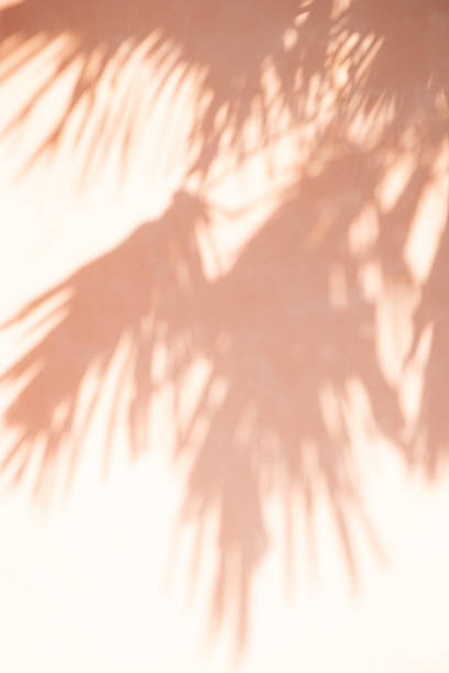 istock abstract background of shadow tree leaves on pastel tone wall. 1065816658