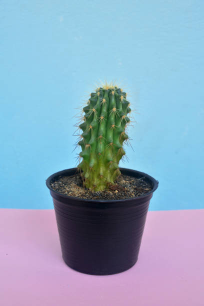 istock Cactus on pastelpink and blue background, Minimal concept 1065817110