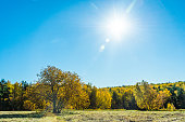einsamer-baum-unter-der-sonne-auf-der-wiese.jpg?b=1&s=170x170&k=20&c=aR171LTU3VvUbNc7g1cBxaWApRGypgIcIRPk3LerQZQ=