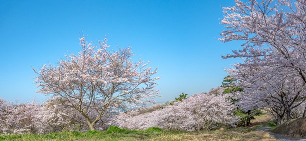 Cherry blossoms are in full bloom.