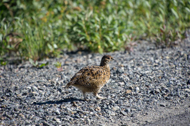 istock Willow ptarmigan is the Alaska State Bird 1065819500