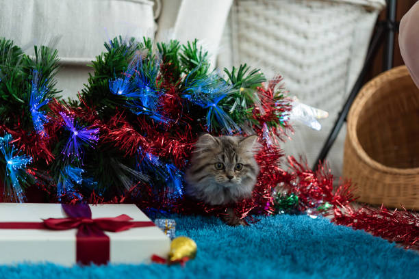 istock Cute kitten in christmas 1065819896