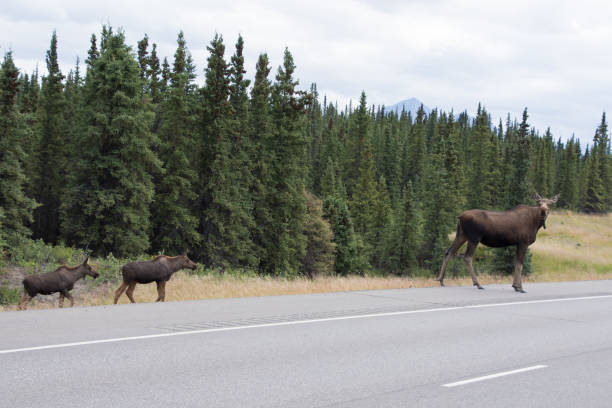 istock Moose spotted along an Alaskan Highway 1065820142