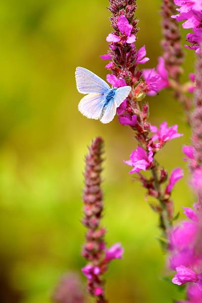 Small common blue female butterfly resting on top of a Snake weed( Persicaria bistorta) flower head.
