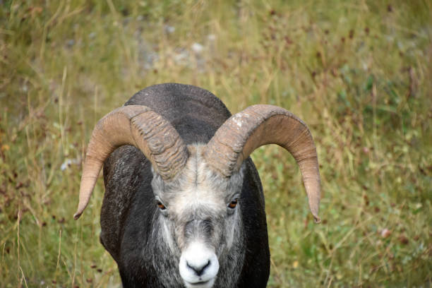 istock Bighorn Sheep (Ram) spotted on the Alaska Highway 1065821938
