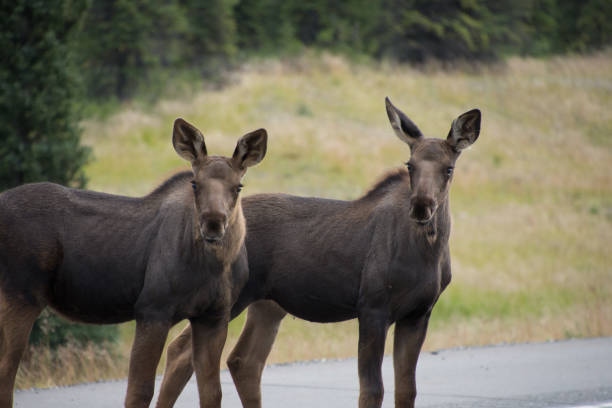 istock Moose spotted along an Alaskan Highway 1065822100
