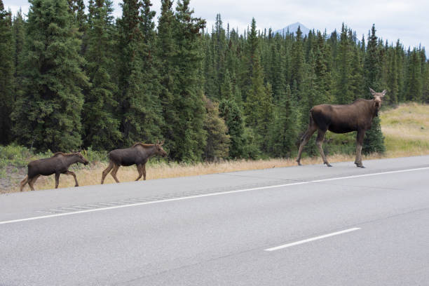 istock Moose spotted along an Alaskan Highway 1065822224