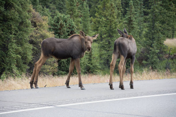 istock Moose spotted along an Alaskan Highway 1065822270