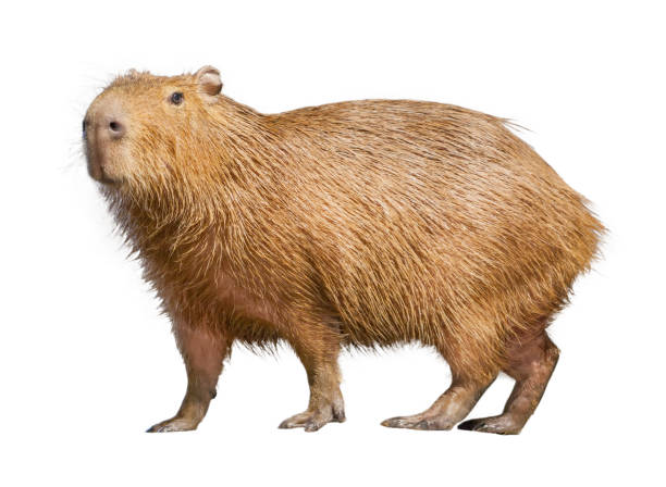 Capybara Capybara isolated on white background capybara stock pictures, royalty-free photos & images