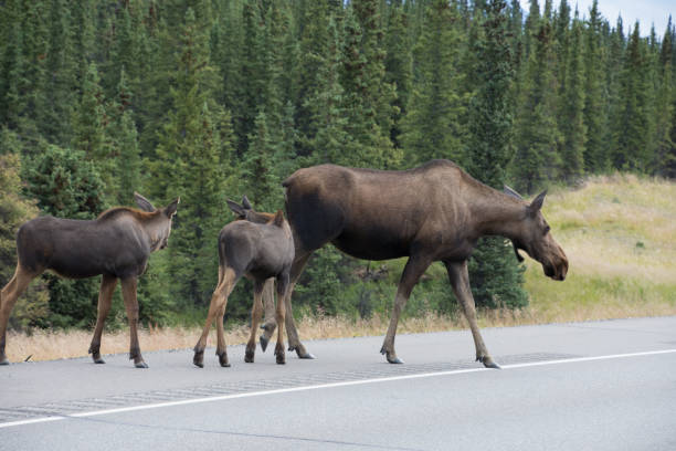 istock Moose spotted along an Alaskan Highway 1065822676