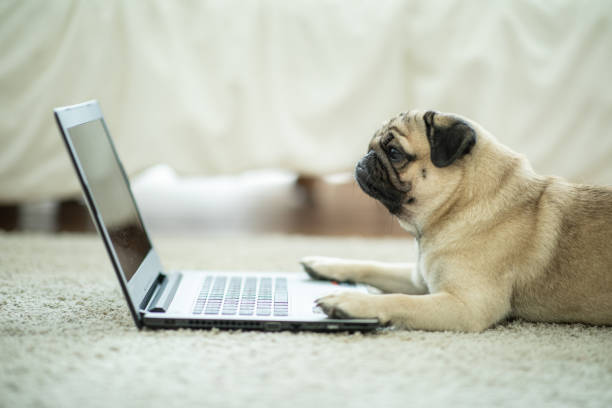 istock Cute dog Pug breed lying on ground looking on computer laptop screen working and typing with computer laptop feeling happiness and comfortable,Dog and Business Concept 1065822860