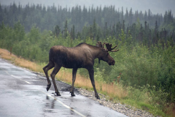 istock Moose spotted along an Alaskan Highway 1065823056