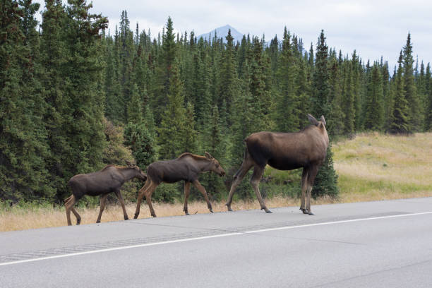 istock Moose spotted along an Alaskan Highway 1065823080