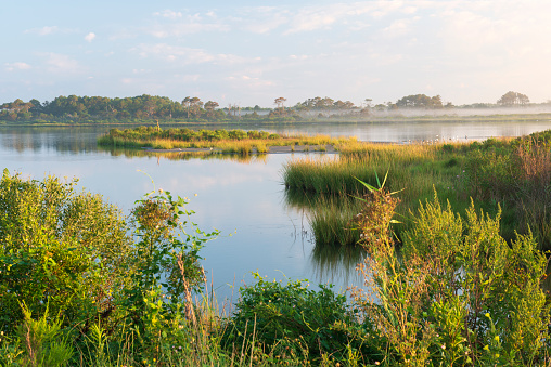 Wetland at Chincoteague Island, Virginia, USA