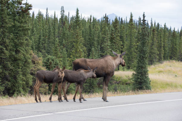 istock Moose spotted along an Alaskan Highway 1065824358