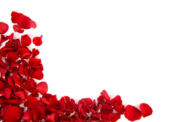 istock Many red rose petals on a white background 106582505