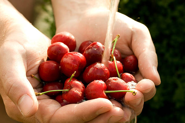 istock Hand full of fresh cherries in falling water 106582747