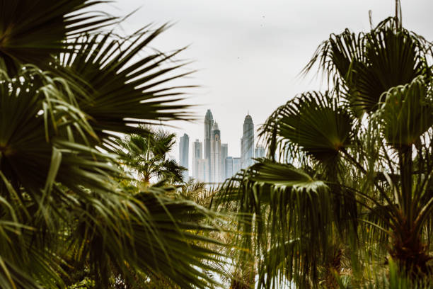Beautiful skyline of Dubai framed with palm trees, UAE - copy space