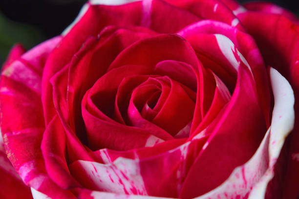 istock rose flower romantic love 1065830244
