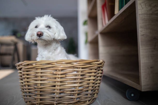 Adorable Pet Sitting In Its' Basket