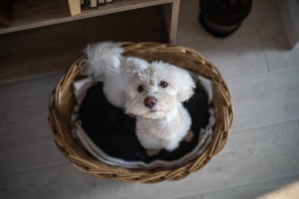 istock Cute Dog In Basket 1065830316