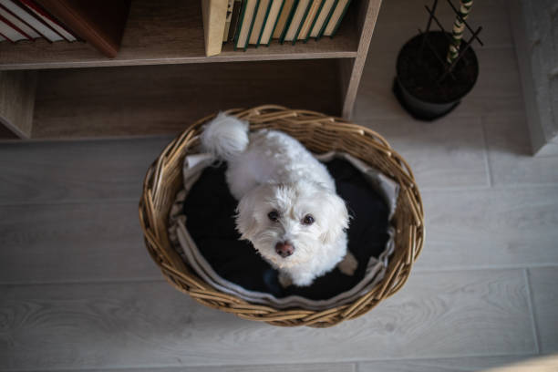istock Cute Dog In Basket 1065830318