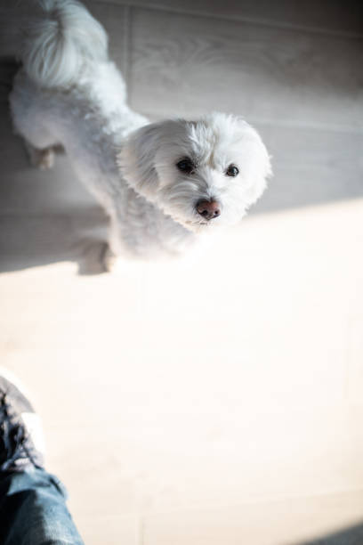 istock Are We Up For A Walk? 1065830336