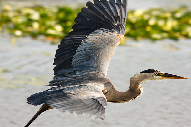great blue heron close up of his face