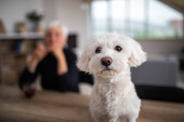 istock Cute Maltese dog looking at camera 1065831842