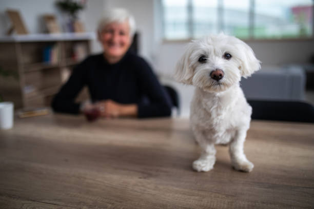 istock Cute Maltese dog looking at camera 1065831874