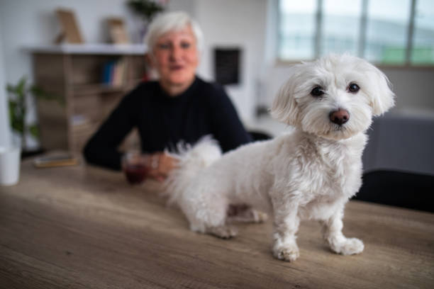 Cute Maltese dog looking at camera Senior Woman Sitting Carefree At Comfortable Home in the background,While Adorable Fluffy Dog Sits On Table in the foreground maltese dog stock pictures, royalty-free photos & images