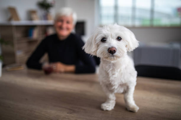 Cute Maltese dog looking at camera Senior Woman Sitting Carefree At Comfortable Home in the background,While Adorable Fluffy Dog Sits On Table in the foreground maltese dog stock pictures, royalty-free photos & images