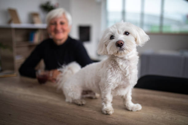 istock Cute Maltese dog looking at camera 1065831890